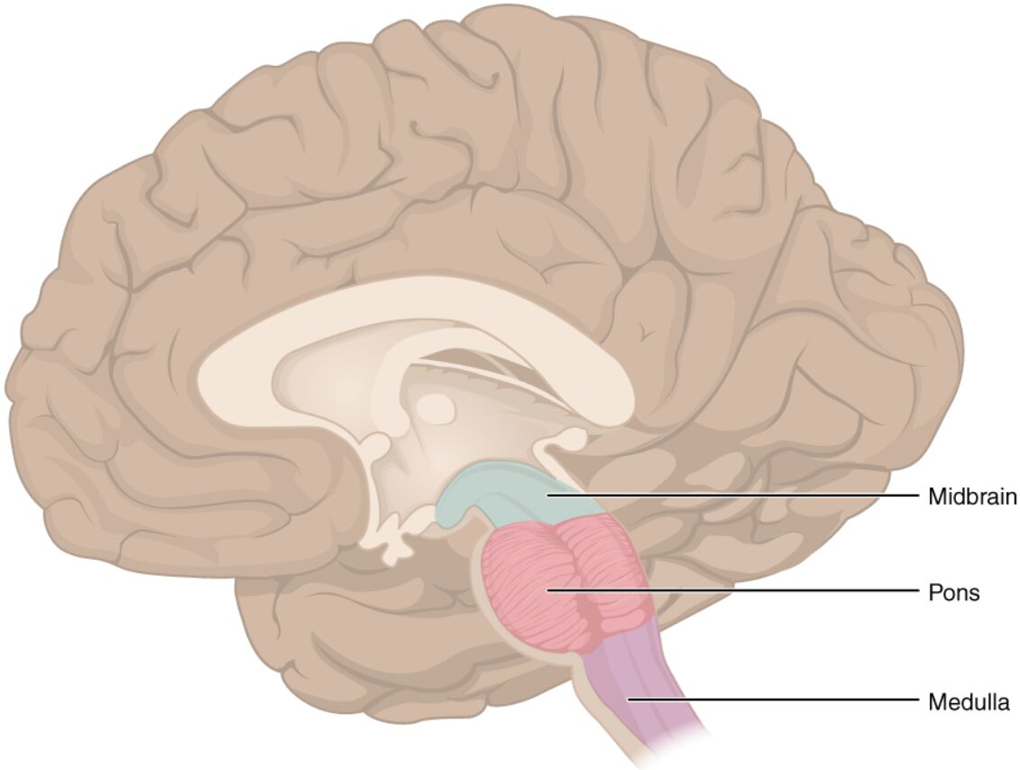 Anatomy of the Brain Stem: Structure and Functions Explained