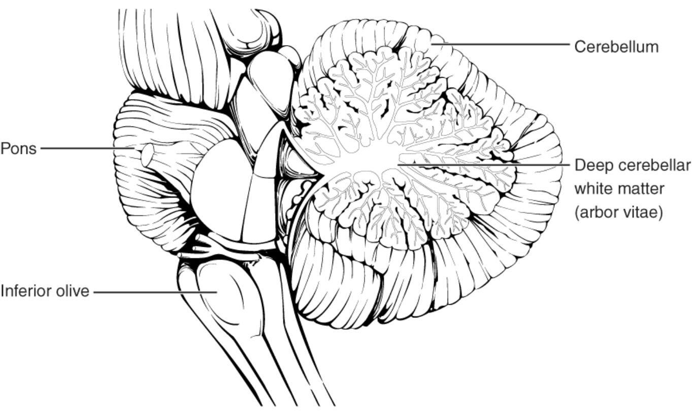 The Cerebellum Anatomical Structure