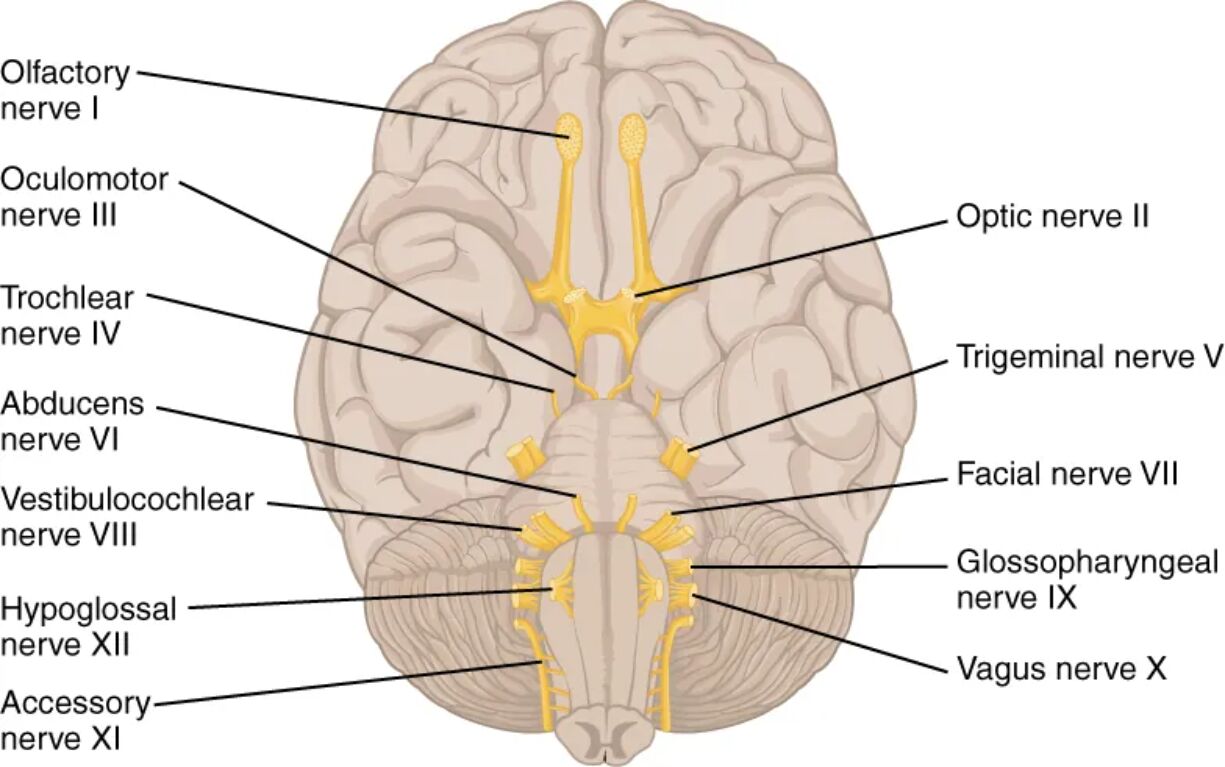 Understanding the 12 Cranial Nerves: Anatomy and Functions in the Human Brain