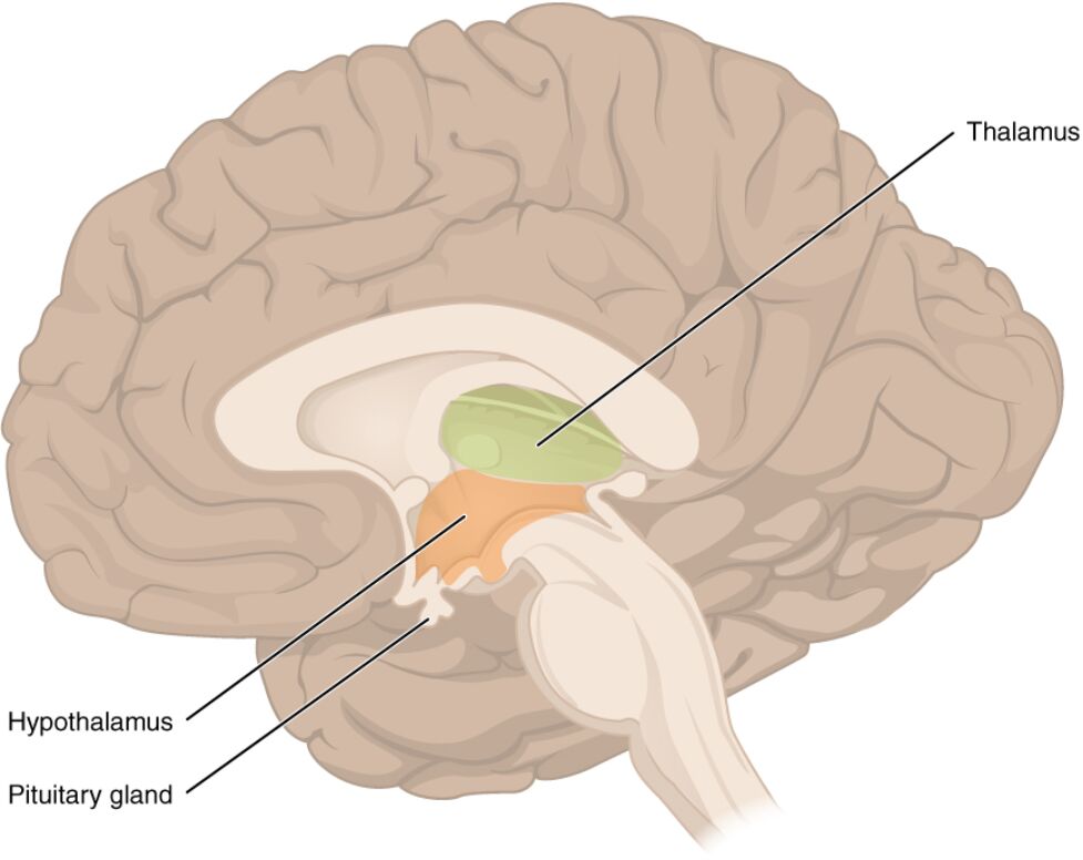 Exploring the Diencephalon: Anatomy and Functions of Key Brain Structures