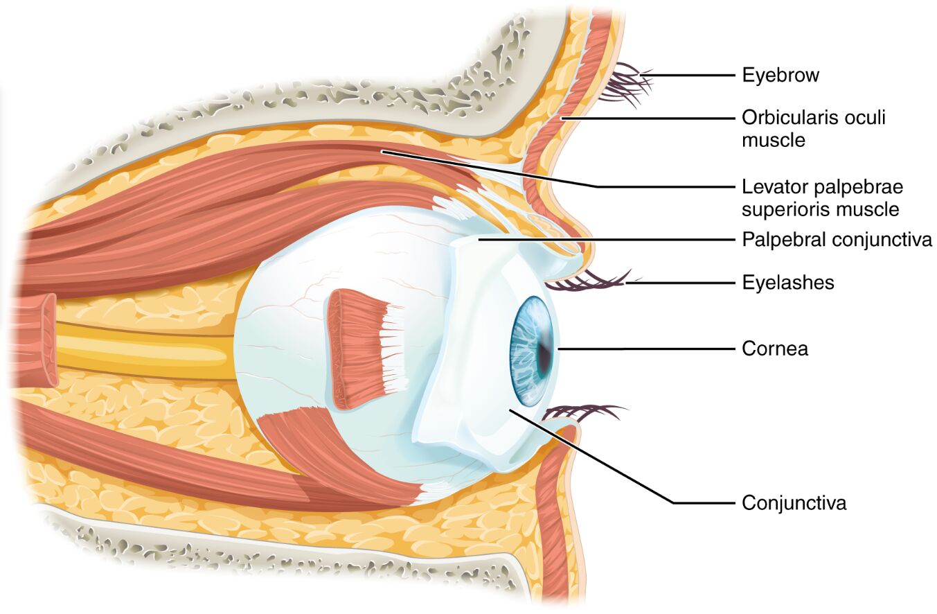 Anatomy of the Eye: Exploring the Structures Within the Orbit