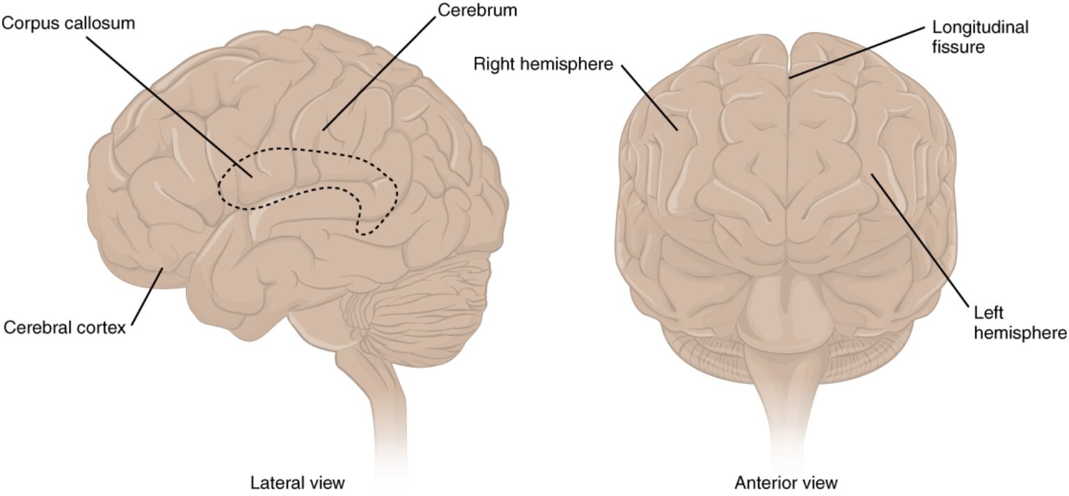 The Cerebrum: Lateral and Anterior Views Explained