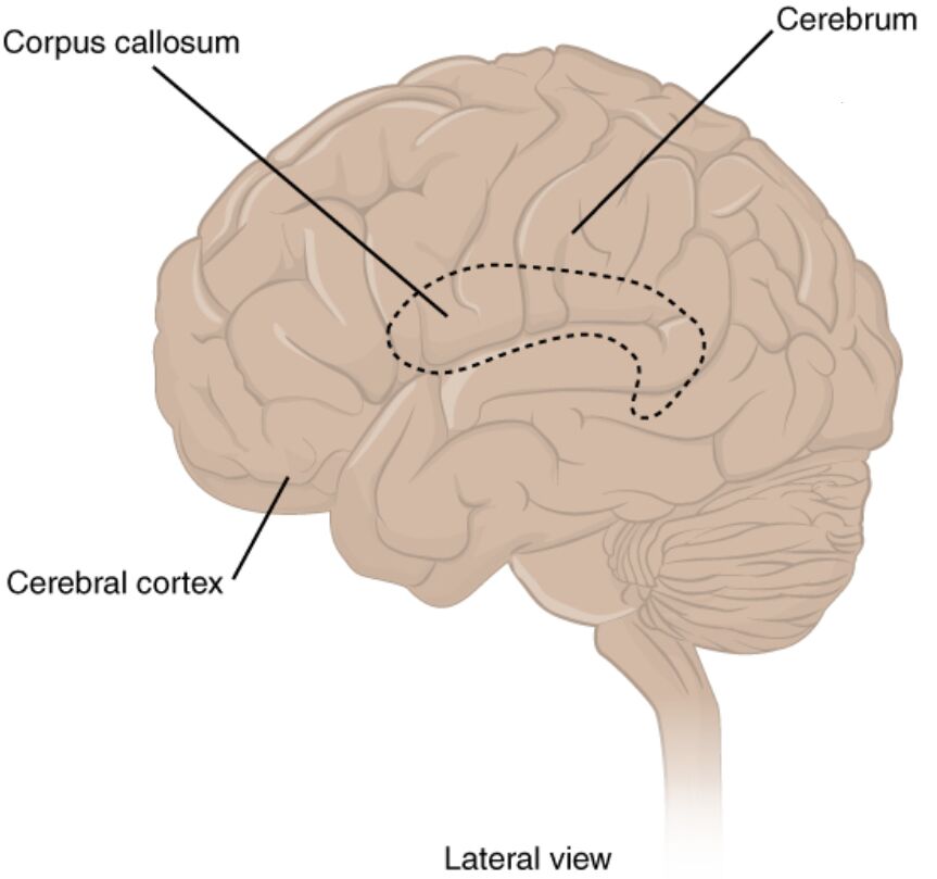 Understanding the Lateral View of the Cerebrum: A Detailed Anatomical Guide
