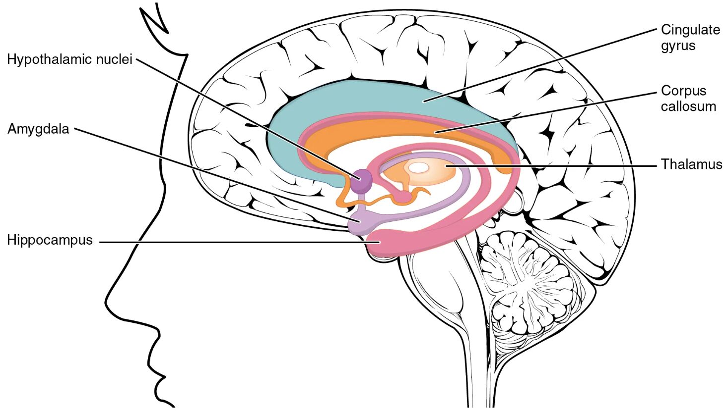 Discovering the Limbic Lobe Structure: Key Brain Regions