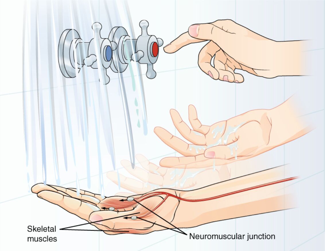 The Motor Response: From Sensory Integration to Muscle Contraction Explained