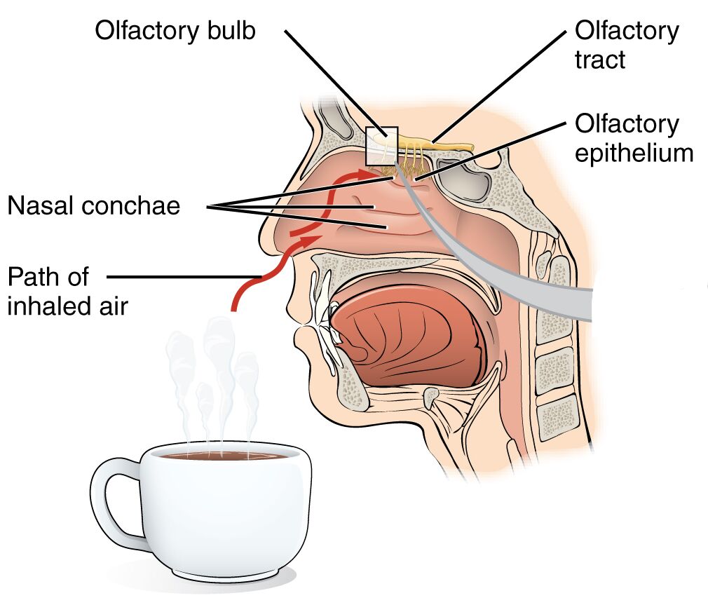 Unveiling the Olfactory System: Anatomy of the Nasal Cavity
