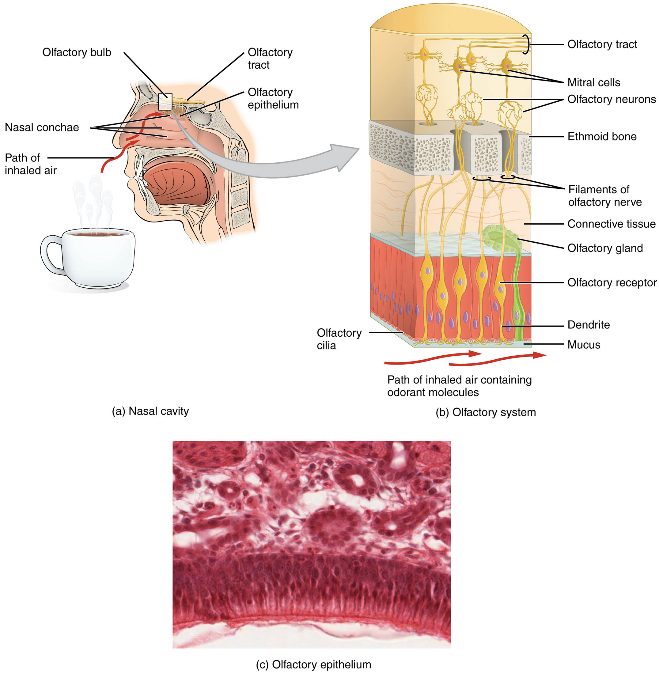 Understanding the Olfactory System: Anatomy of the Nasal Cavity and Olfactory Epithelium