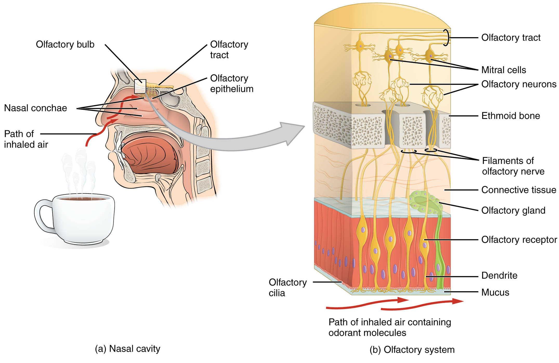The Olfactory System Structure with Nasal Cavity: An In-Depth Look