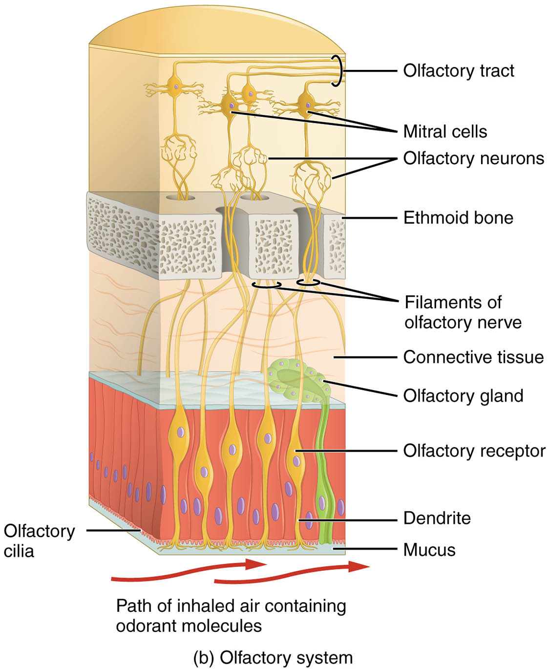 Exploring the Olfactory System Structure: Insights into Olfactory Epithelium