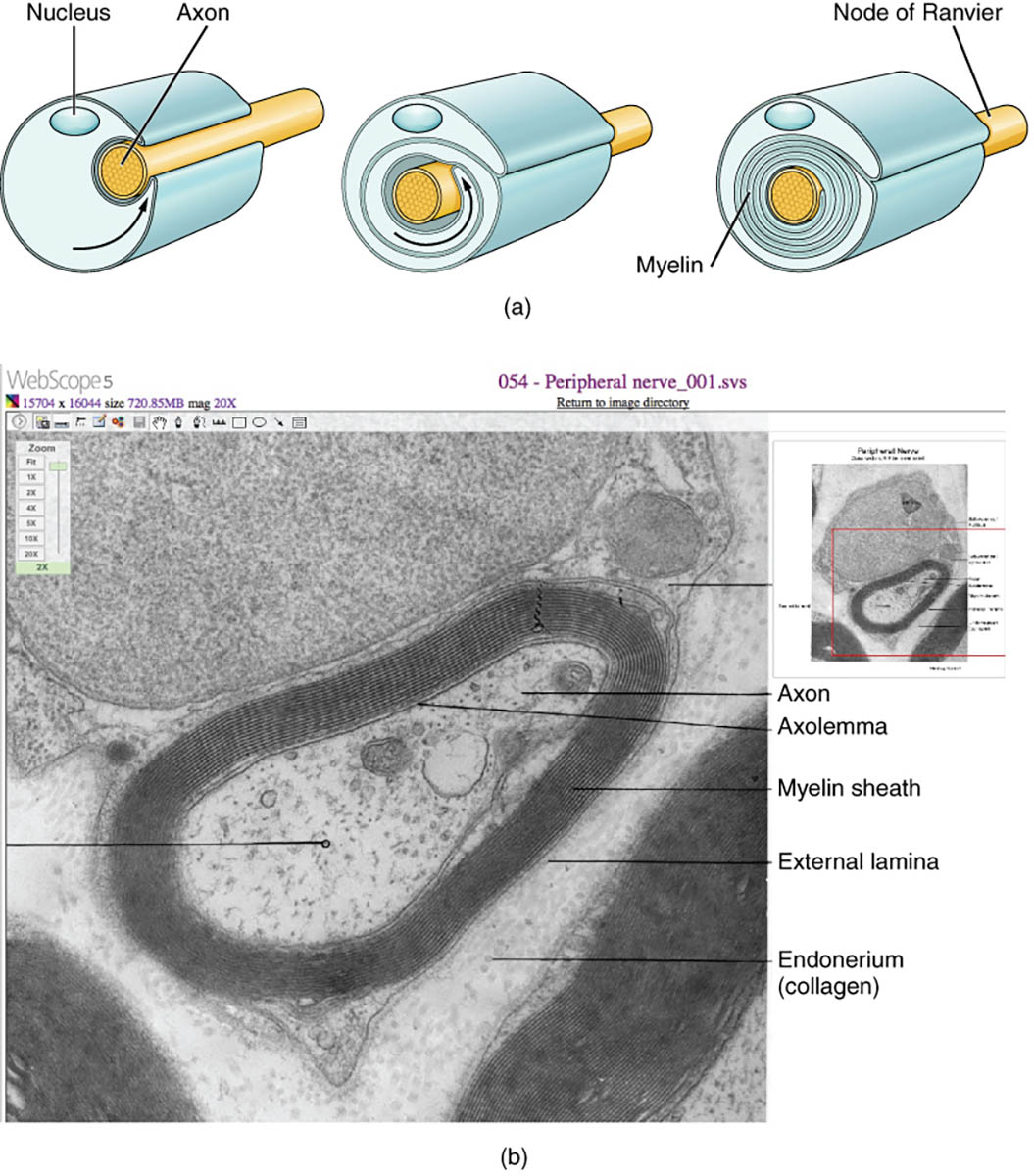 The Process of Myelination: How Glial Cells Insulate Axons in the Nervous System