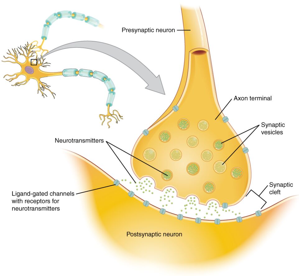 The Synapse: Structure, Function, and Neurotransmission Explained