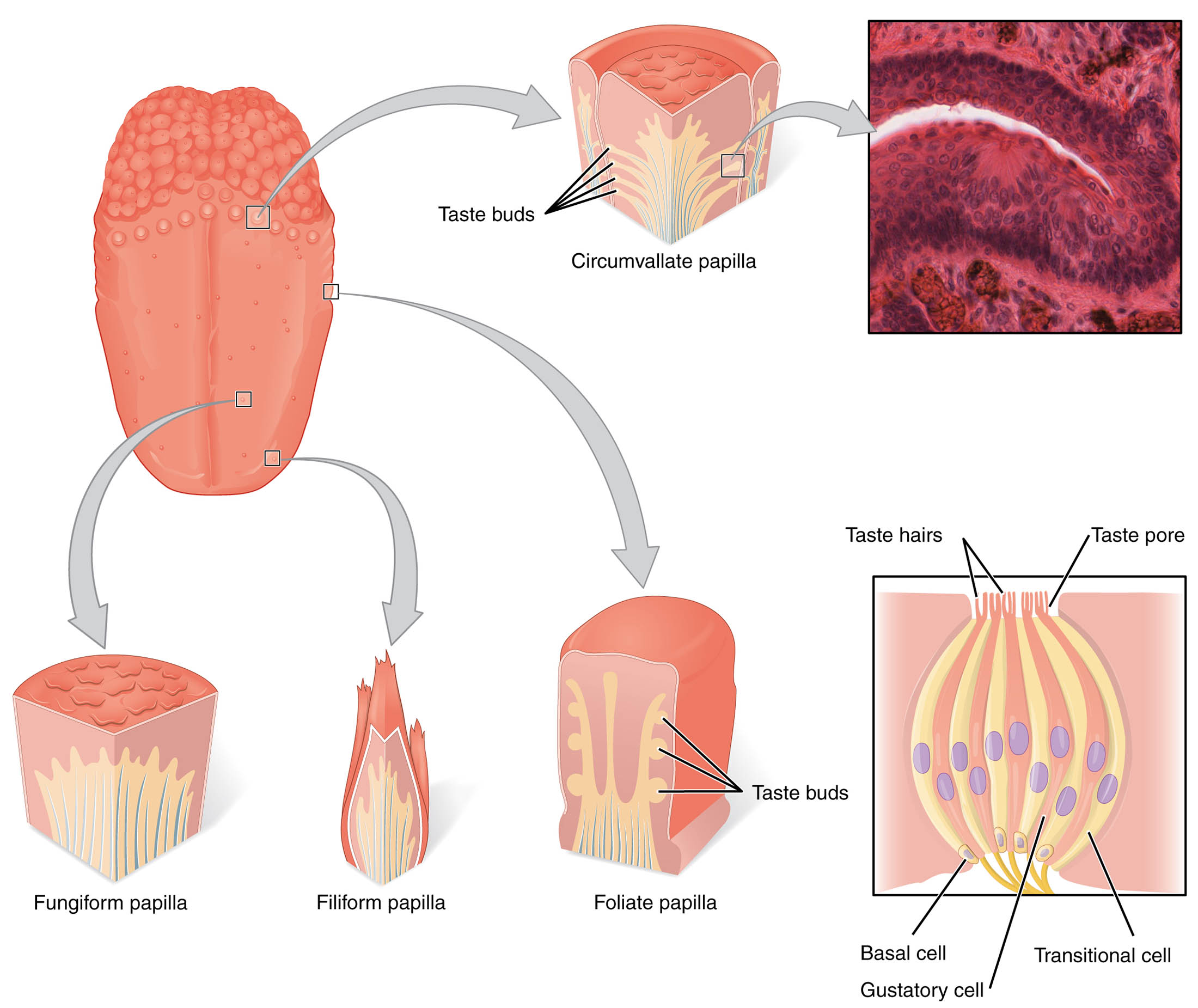 Exploring the Tongue’s Nerve Structure: Anatomy of Taste Buds and Papillae
