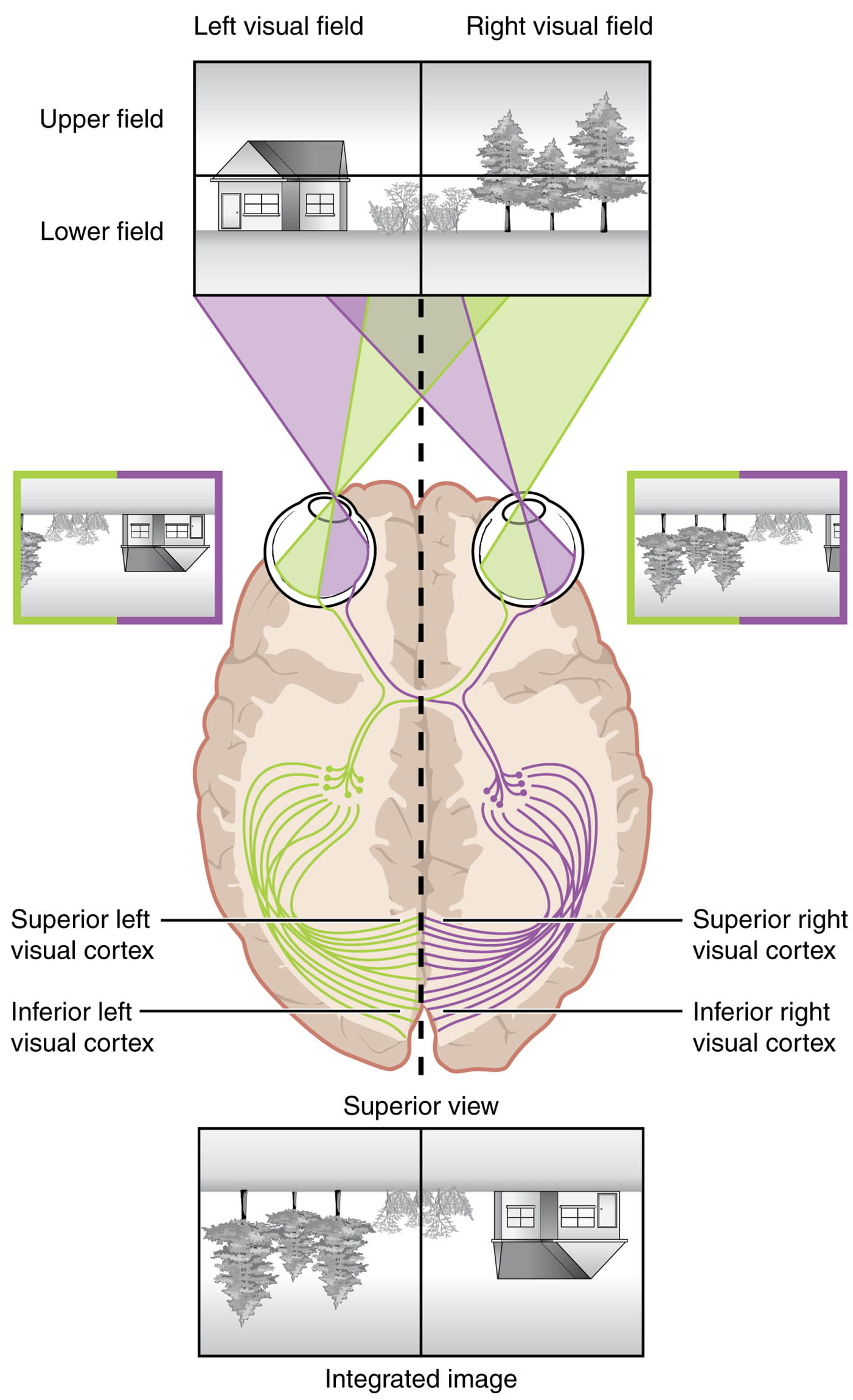Topographic Mapping: From Retina to Visual Cortex Unveiled