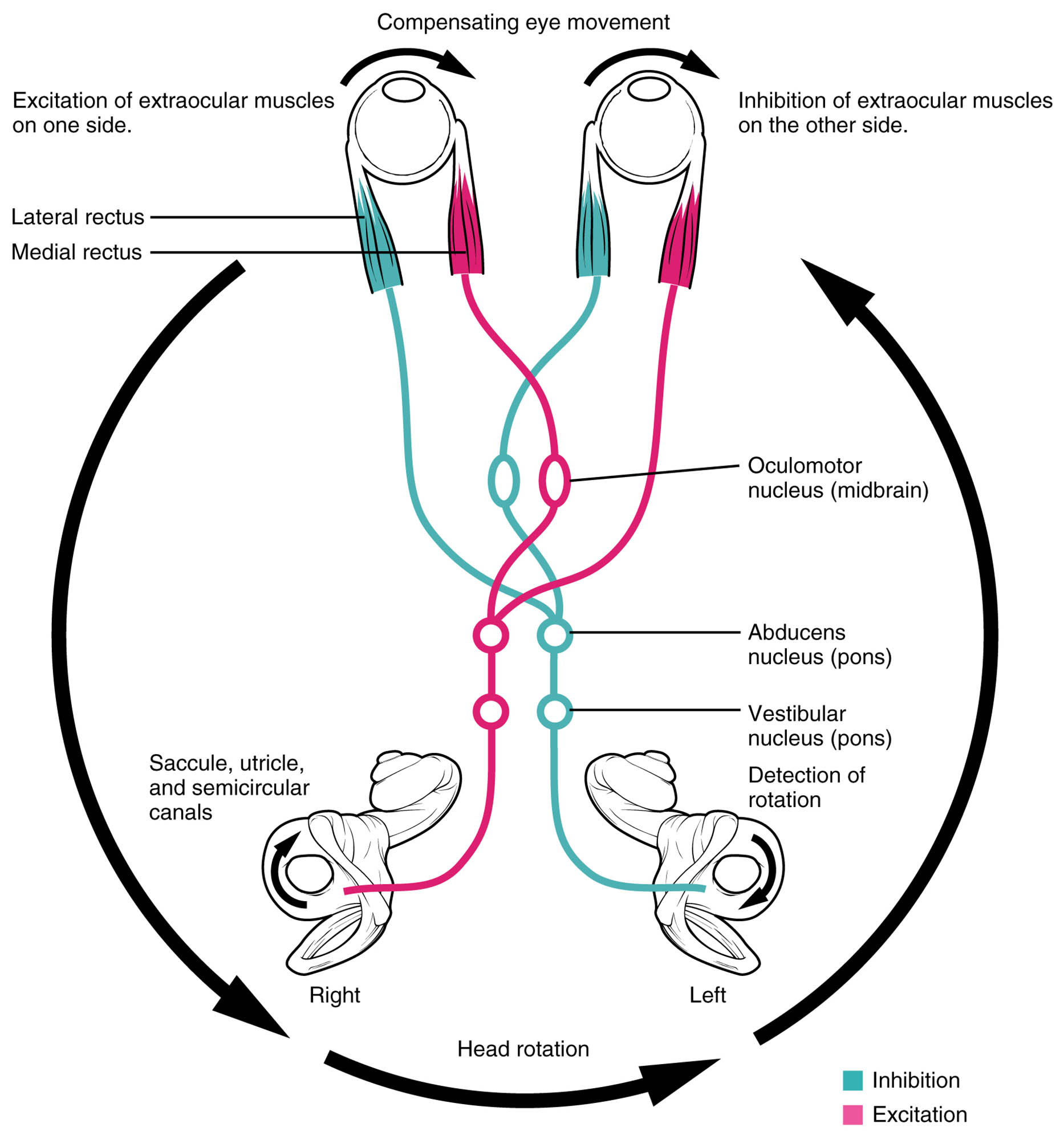 Vestibulo-Ocular Reflex: Stabilizing Vision During Head Movement