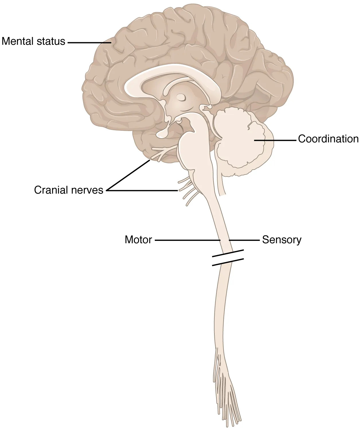 Neurological Exam Anatomy: Exploring the CNS Regions