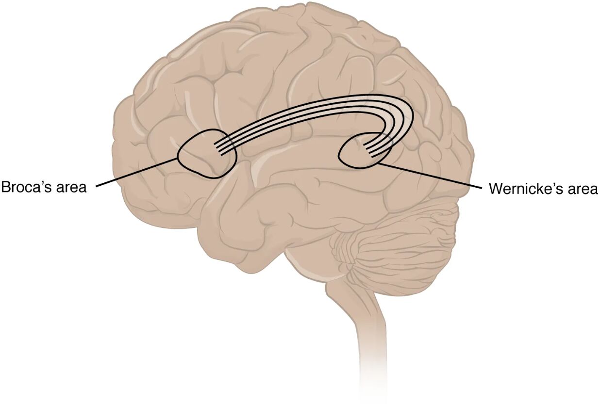 Broca’s and Wernicke’s Areas: Key Players in Language Processing