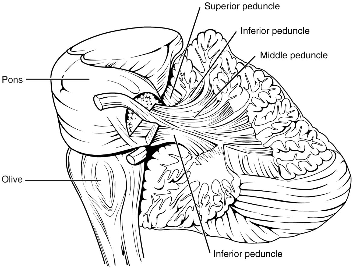 Cerebellar Peduncles: Exploring the Cerebellum’s Neural Connections