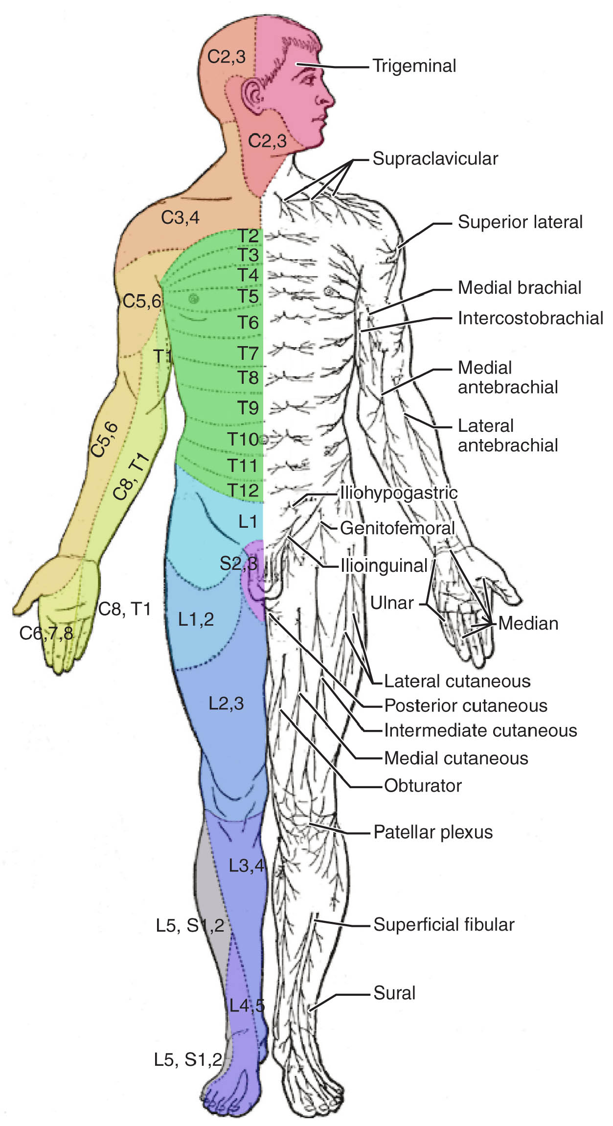 Dermatomes: Mapping the Skin’s Sensory Regions