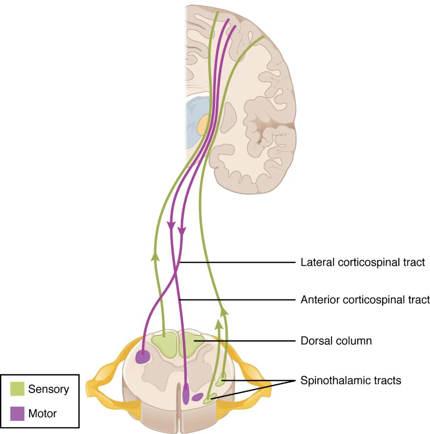 Spinal Fiber Tracts: Mapping Neural Pathways in the Spinal Cord