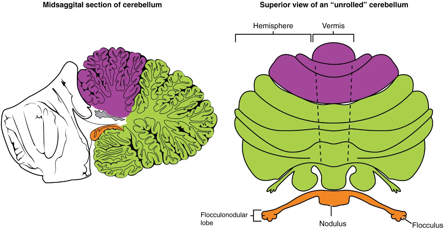 Major Regions of the Cerebellum: An Anatomical Overview