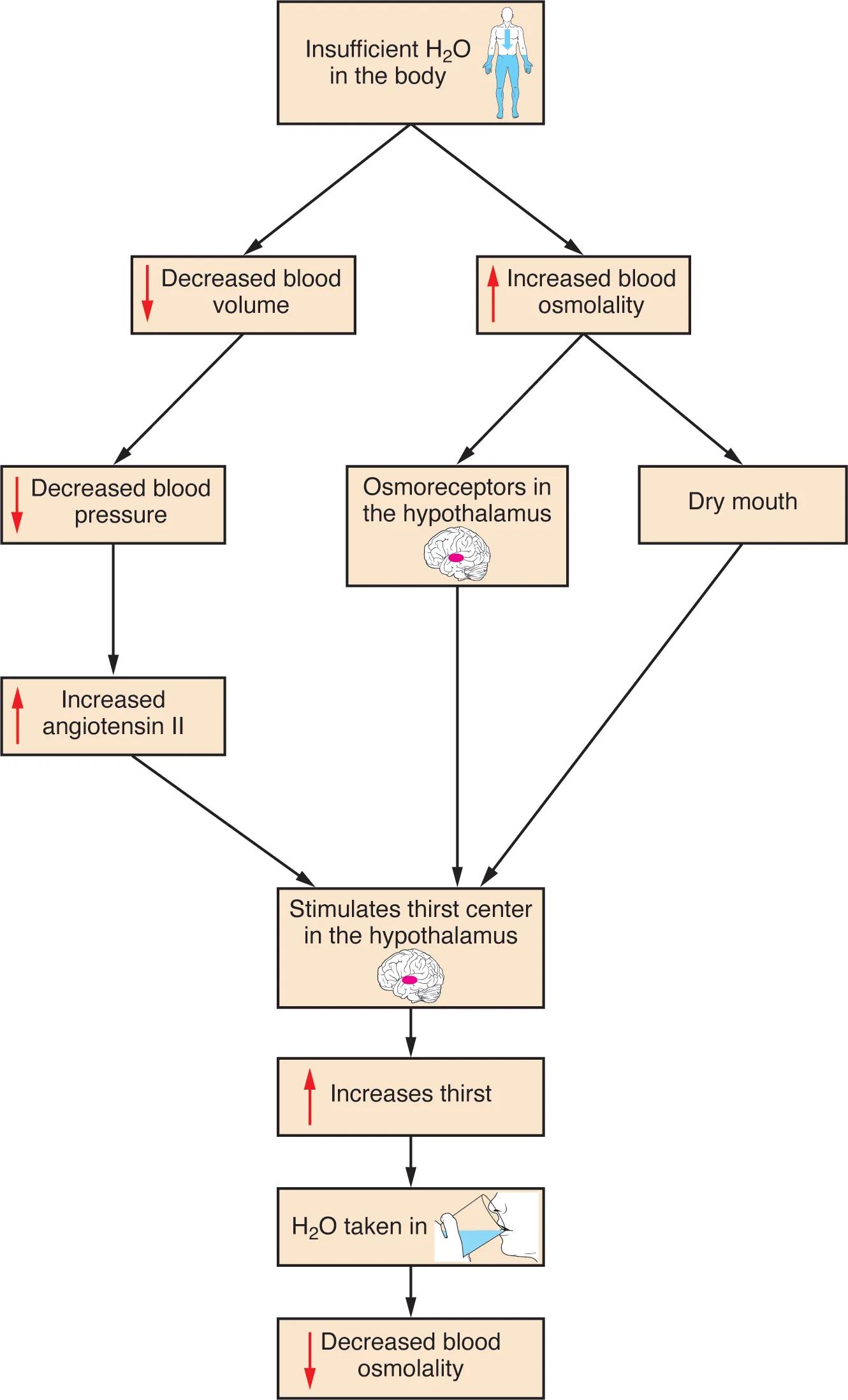 Thirst Response Diagram: Understanding the Body’s Hydration Regulation