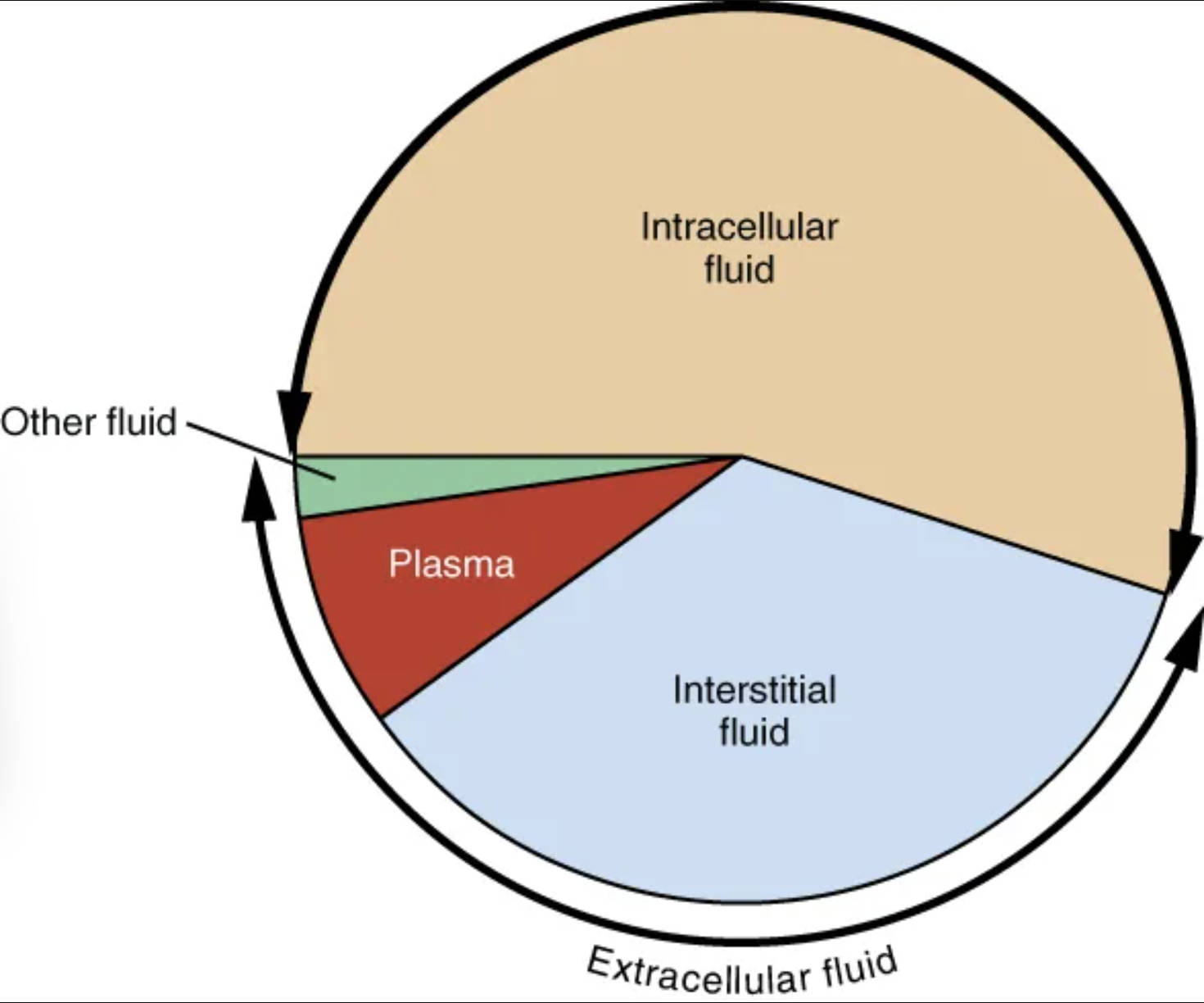 Total Body Fluid Distribution: A Pie Graph Analysis of Fluid Compartments
