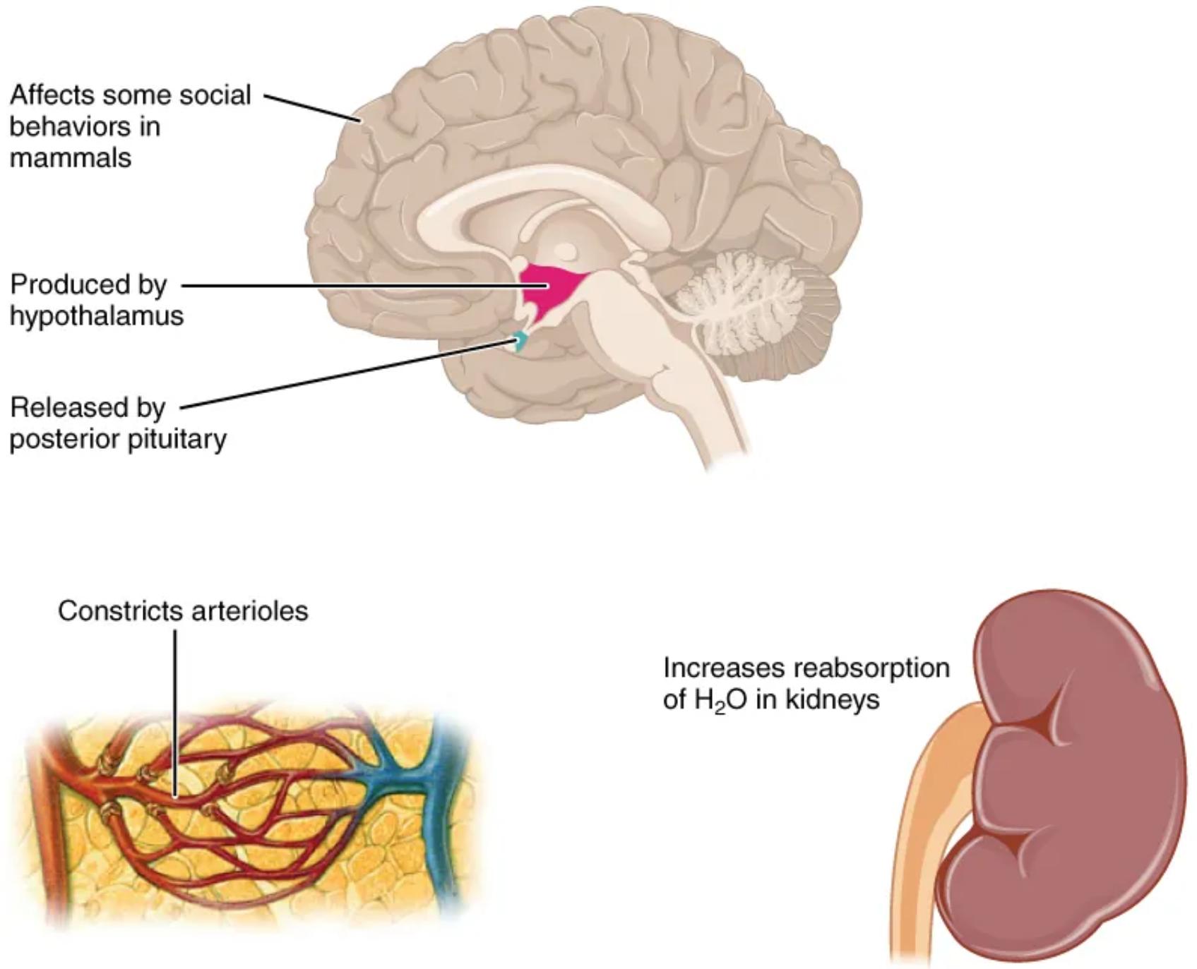 Antidiuretic Hormone (ADH) Diagram: Regulating Water Balance and Beyond