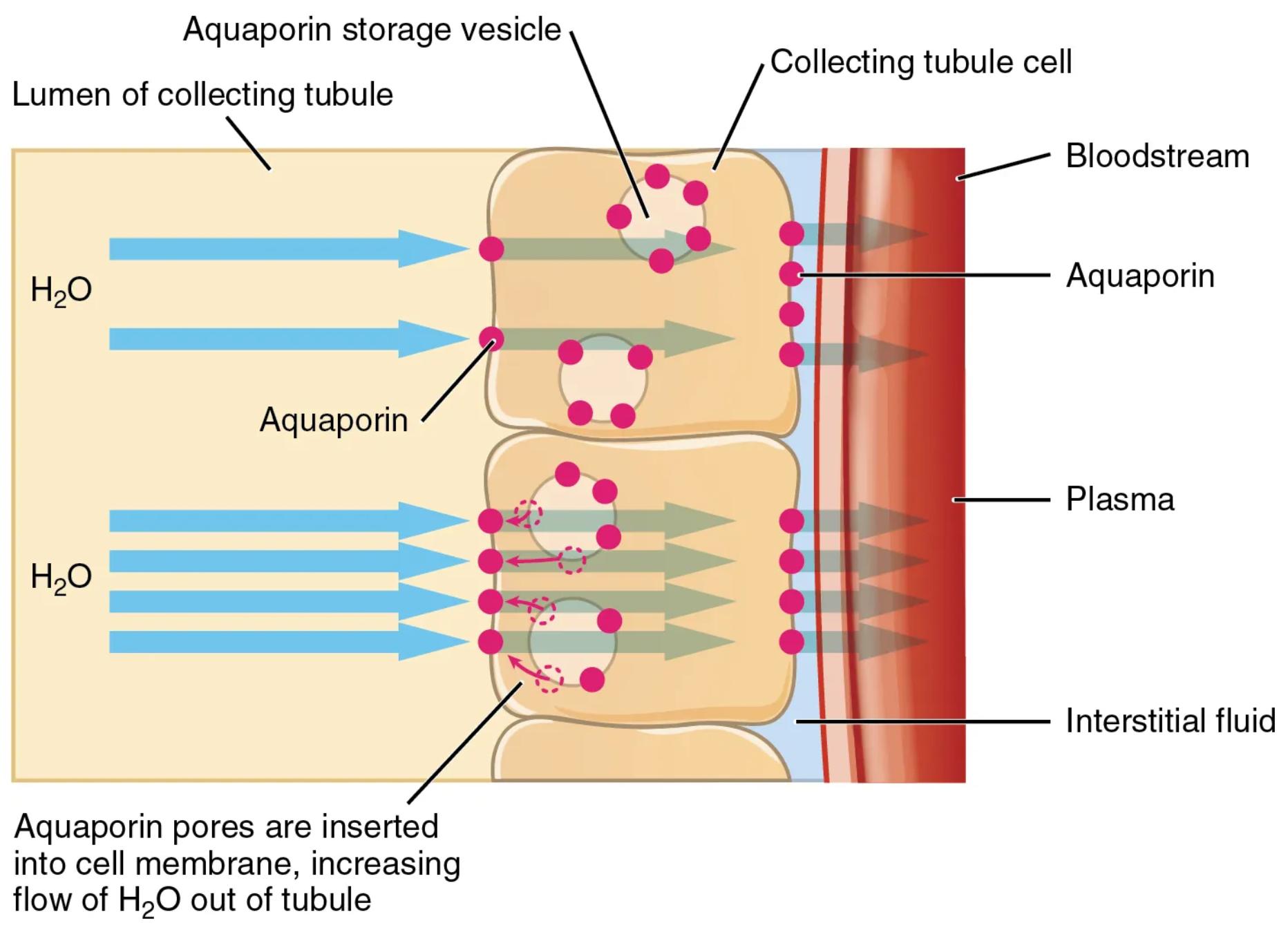 Aquaporins and Water Reabsorption: The Renal Mechanism of Fluid Balance