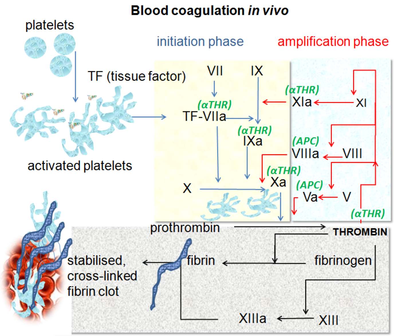 In Vivo Blood Coagulation: The Physiology of Hemostasis and Clot Formation