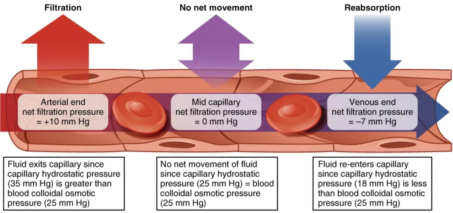 Capillary Exchange: Understanding Fluid Movement Between Blood and Tissues