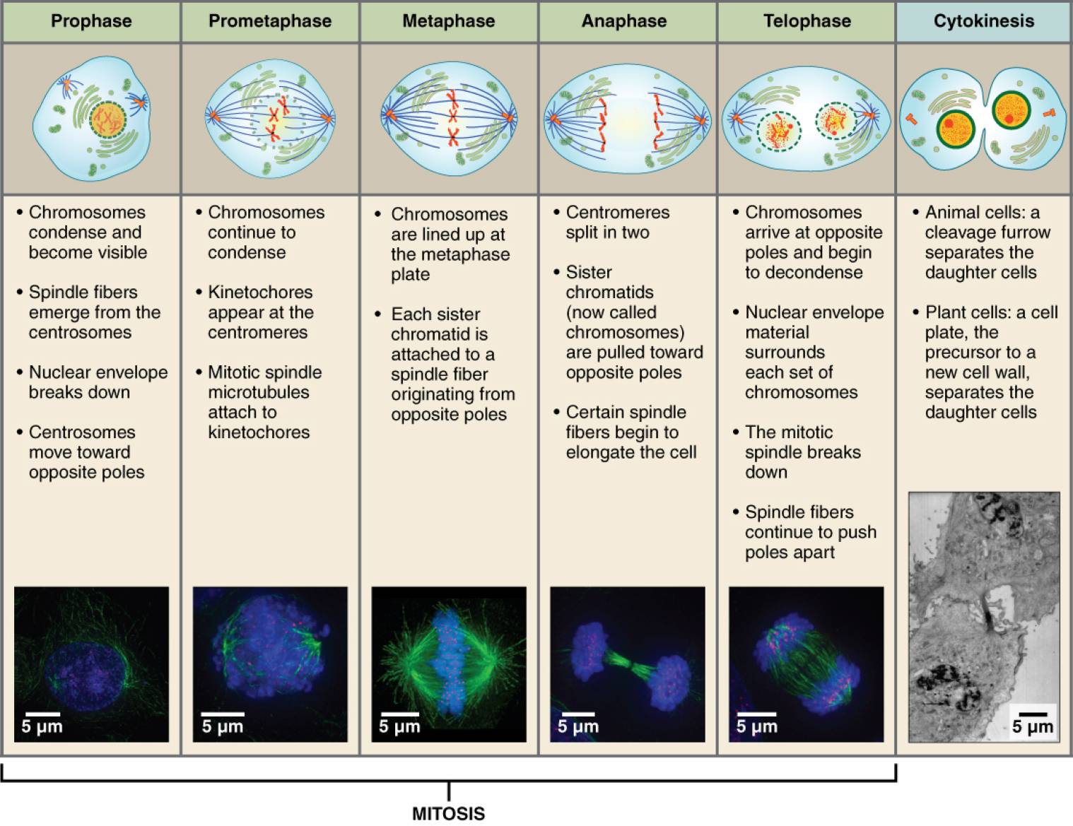 Cell Division: Understanding Mitosis and Cytokinesis Stages