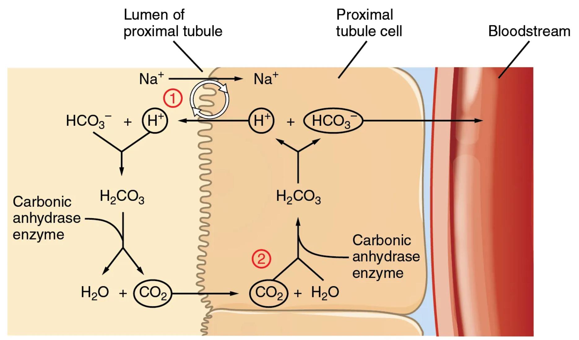 Renal Bicarbonate Conservation: A Detailed Mechanism in the Proximal Tubule