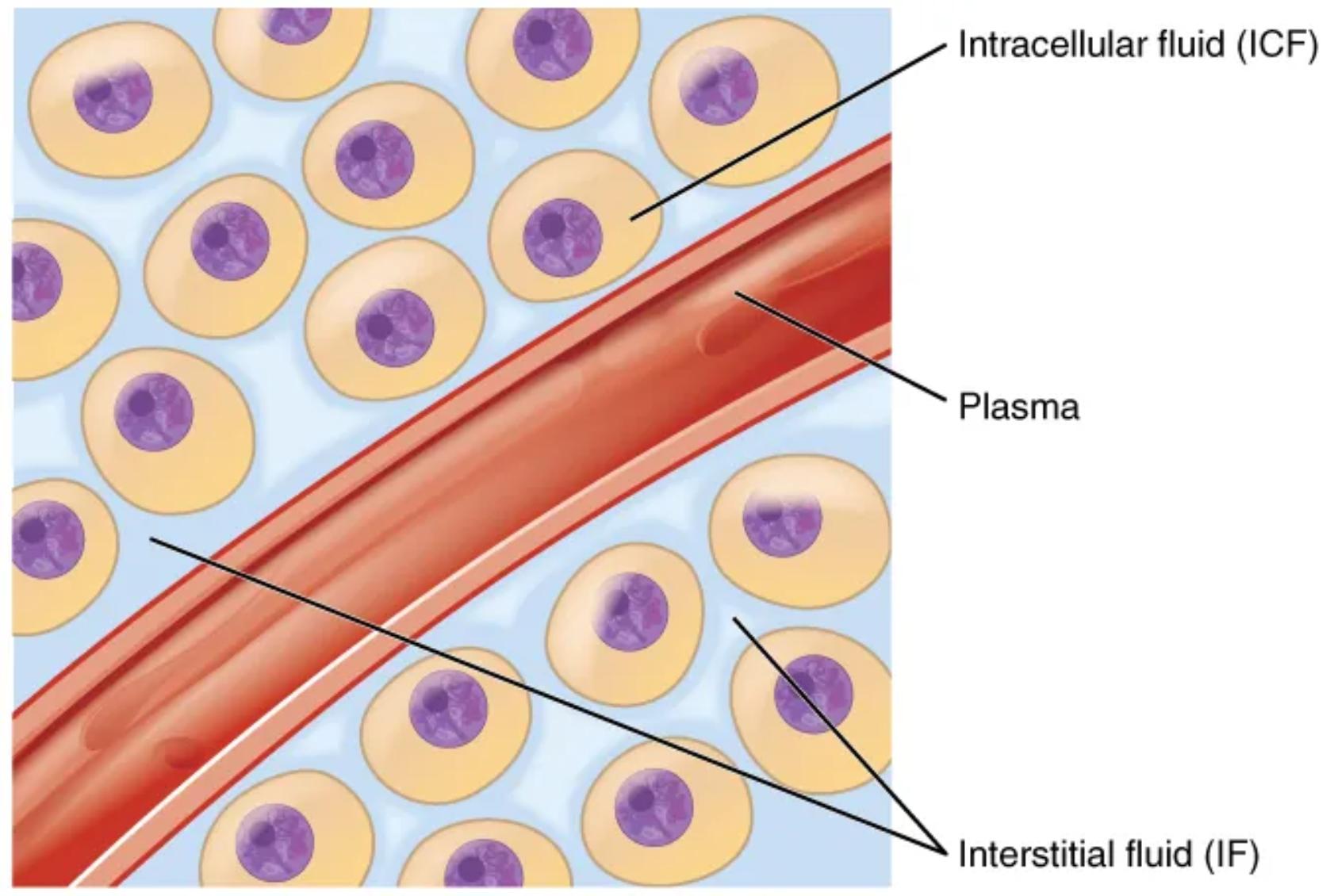 Fluid Compartments of the Human Body: An Essential Overview