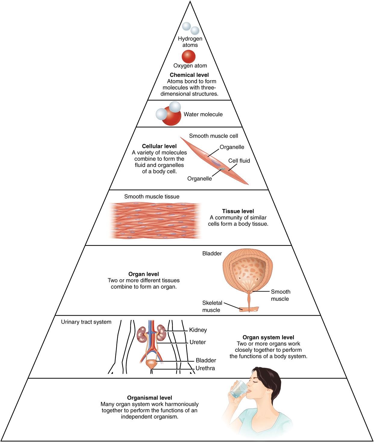 Understanding the Levels of Structural Organization in the Human Body: A Comprehensive Guide