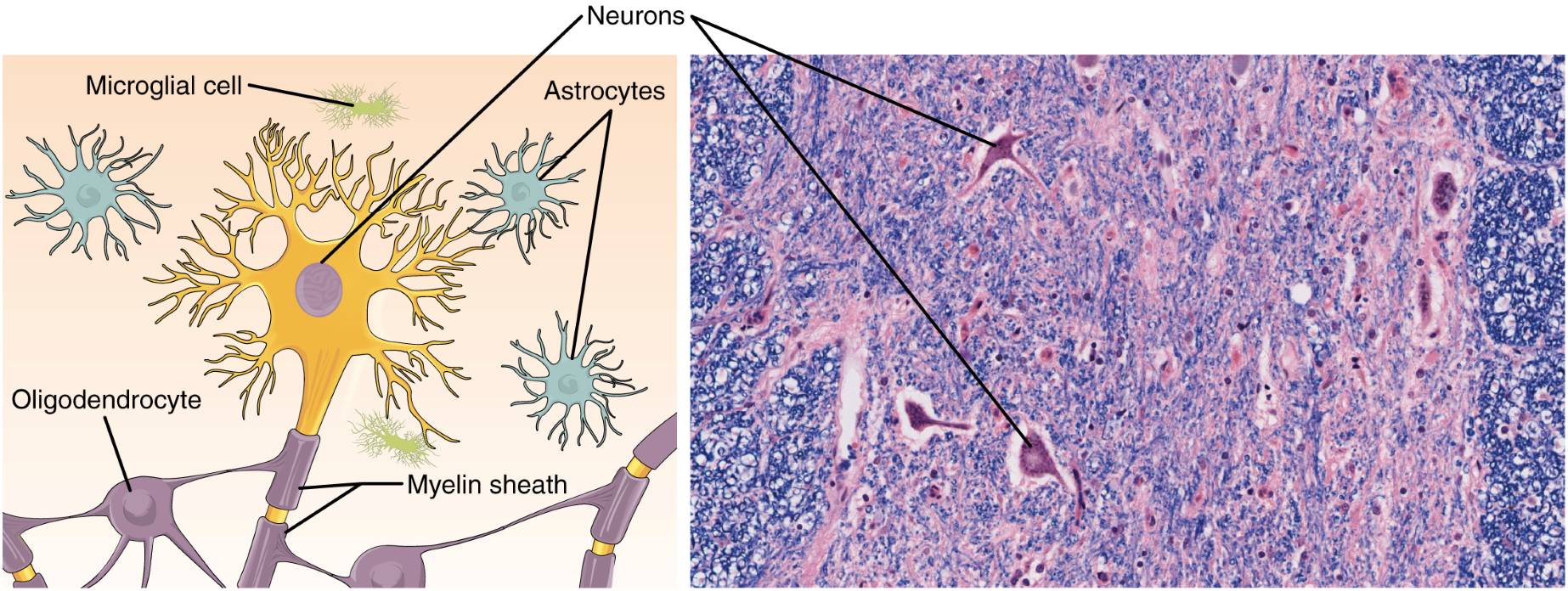 Nervous Tissue: Anatomical Structure and Functional Roles