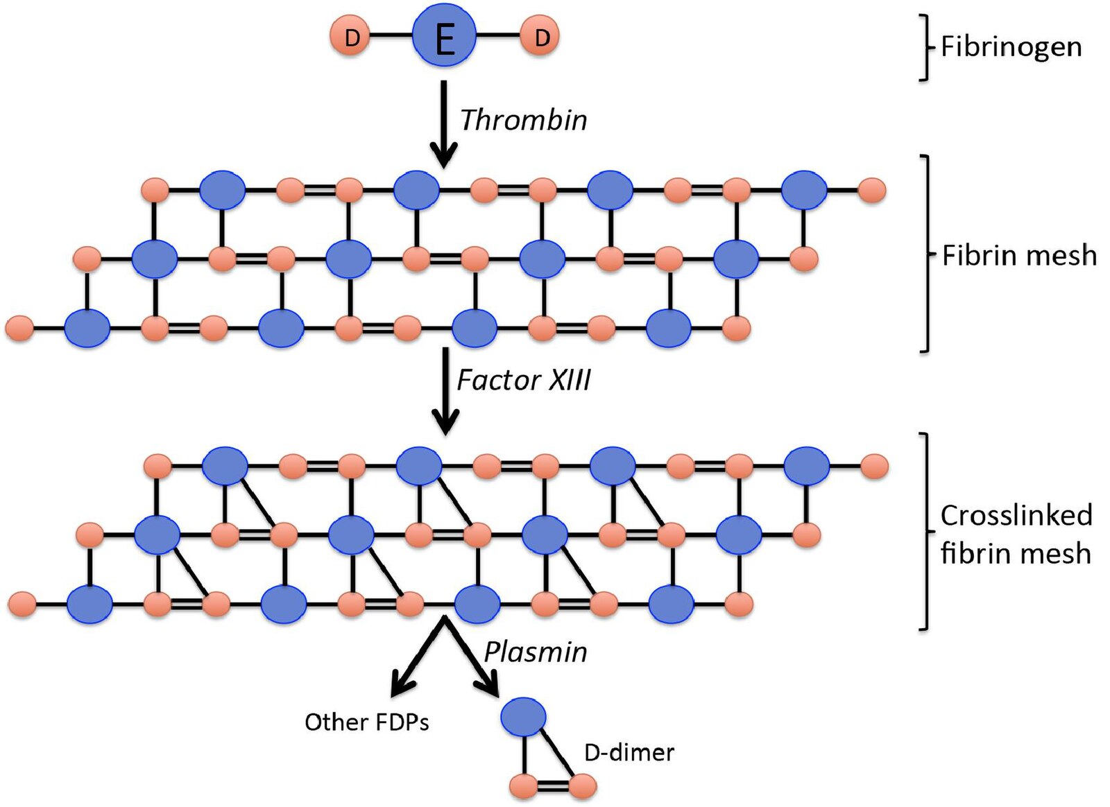 The Physiology of D-Dimer Production: From Fibrinogen to Fibrinolysis