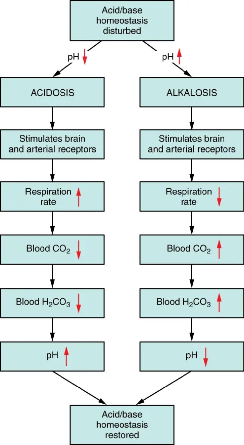 Respiratory Regulation of Blood pH: A Detailed Diagram