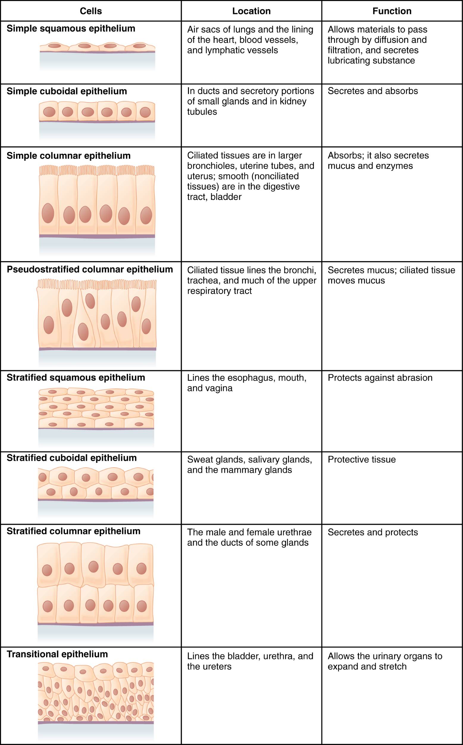 Epithelial Tissue Types: Structure, Location, and Function in Human Anatomy