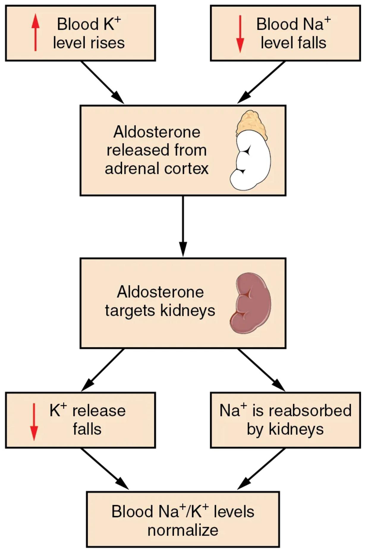 The Aldosterone Feedback Loop: Regulating Electrolyte and Fluid Balance