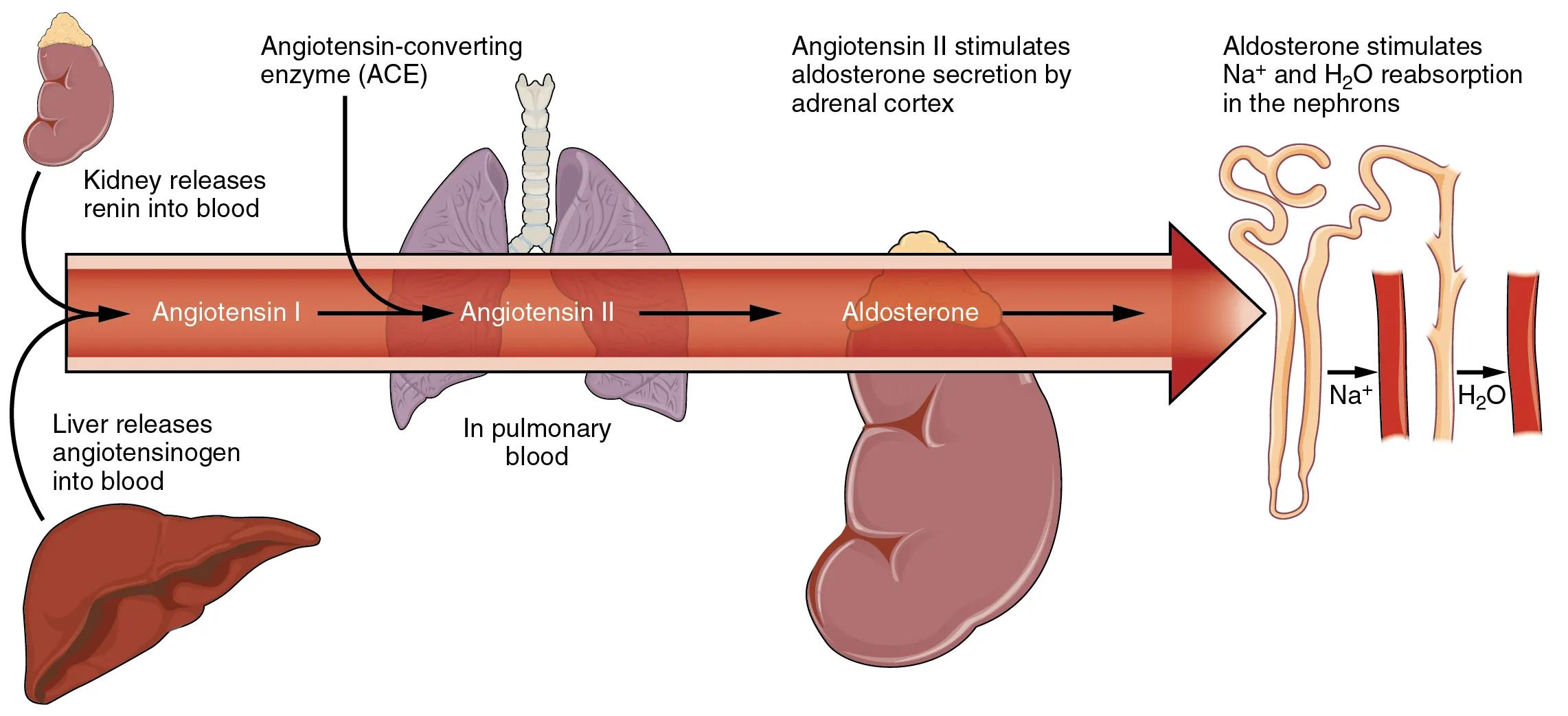 The Renin-Angiotensin System: A Master Regulator of Blood Pressure and Fluid Balance