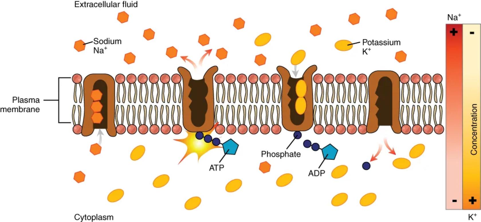 The Sodium-Potassium Pump: A Vital Mechanism for Cellular Homeostasis