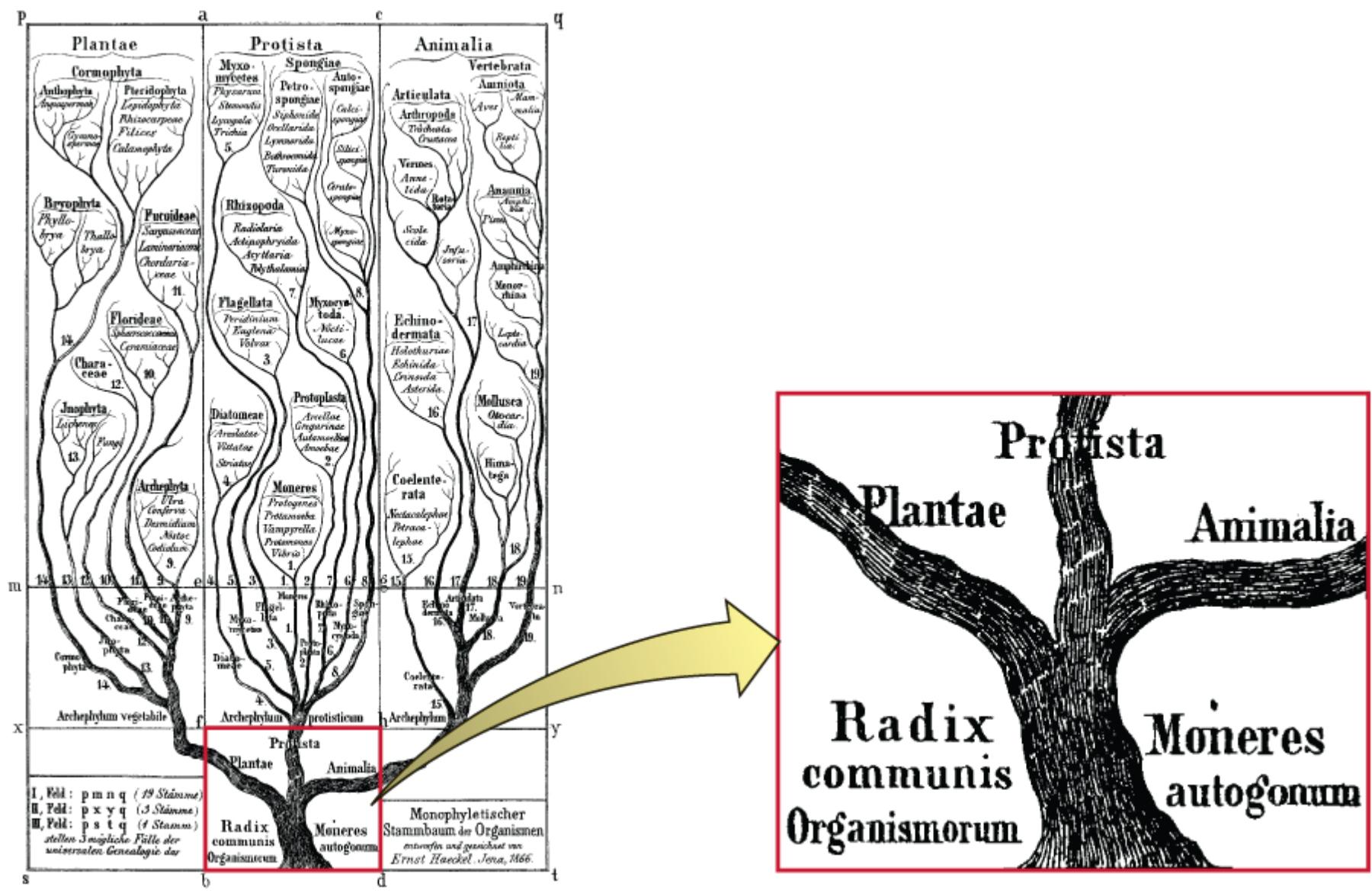 Ernst Haeckel’s Tree of Life: The Evolution of Biological Classification