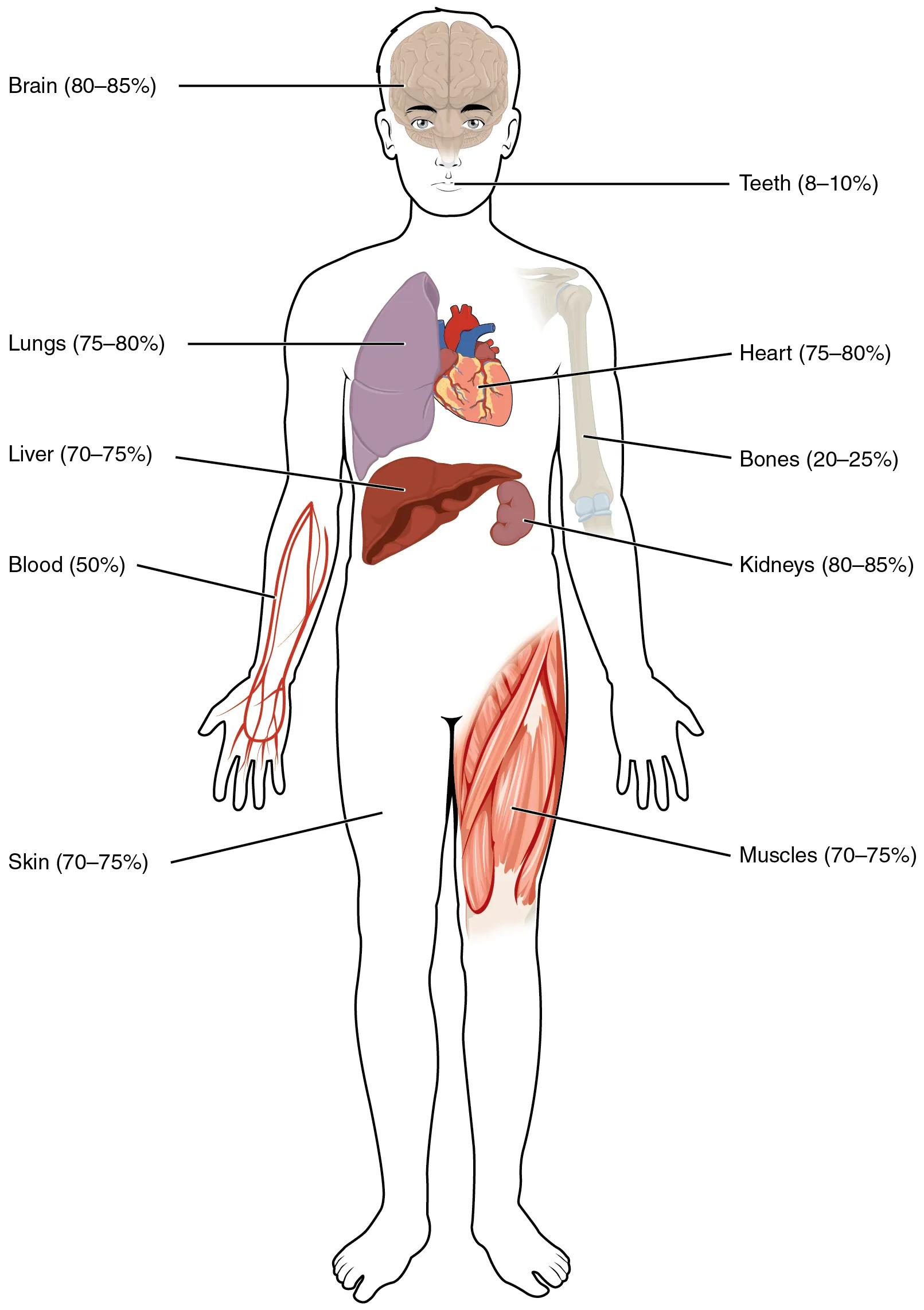 Water Content of Human Body Organs and Tissues: A Comprehensive Guide