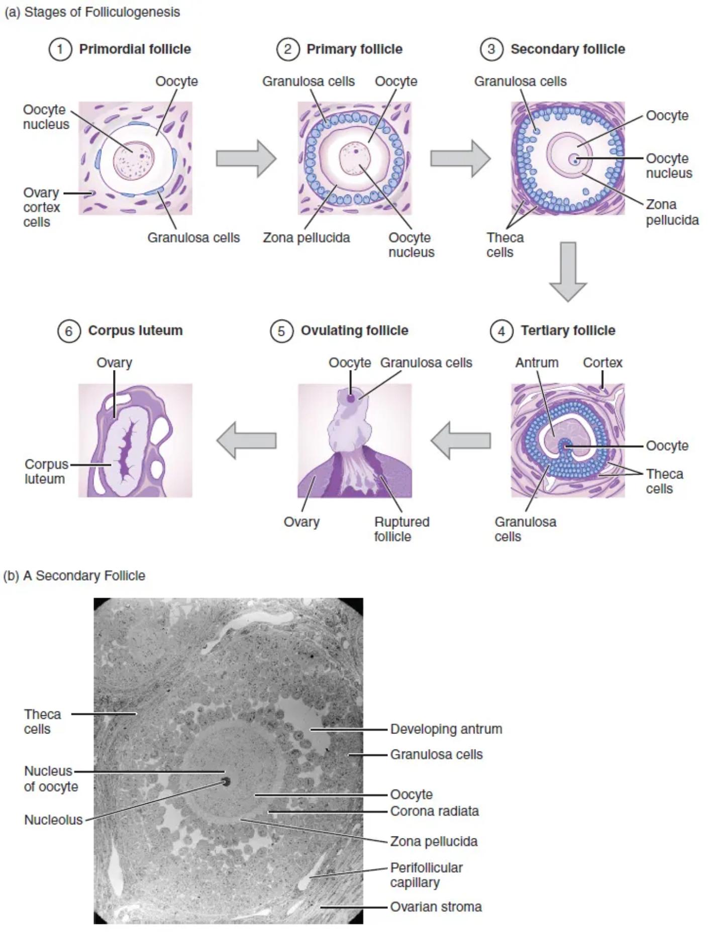 Decoding Folliculogenesis: The Journey of Ovarian Follicle Development