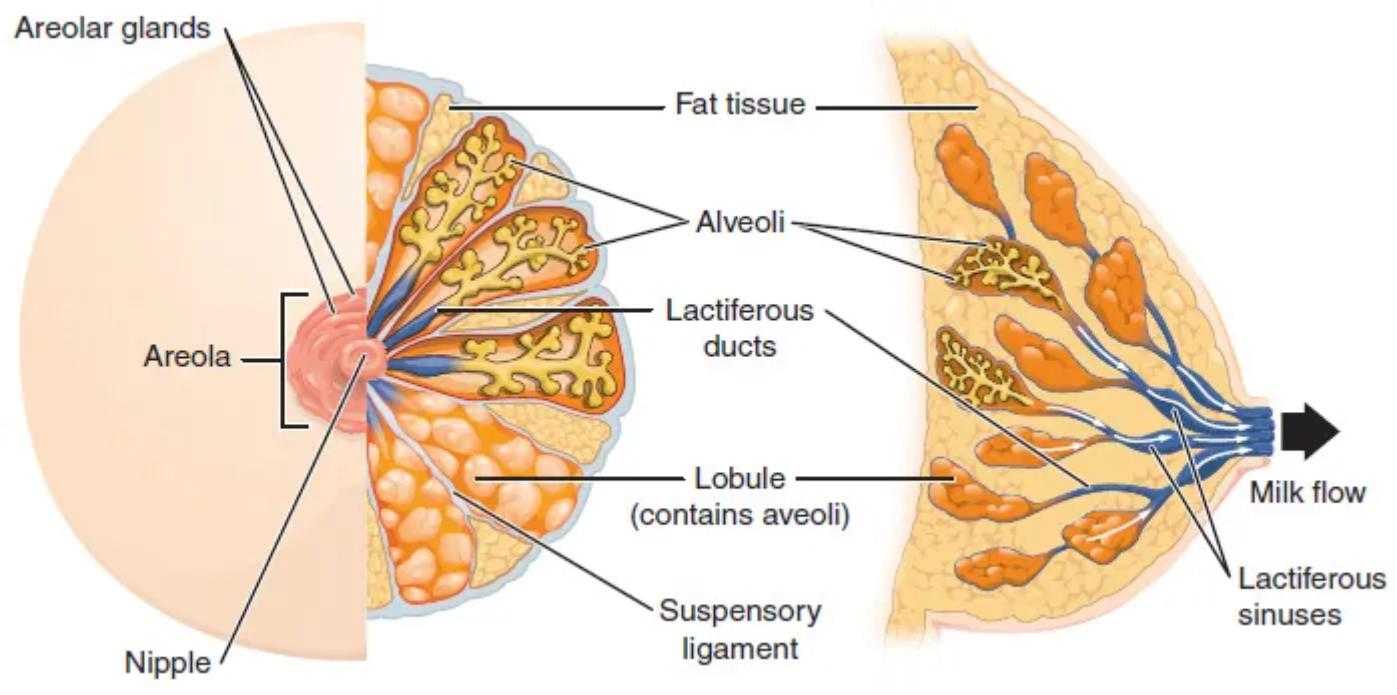 Understanding the Anatomy of the Female Breast