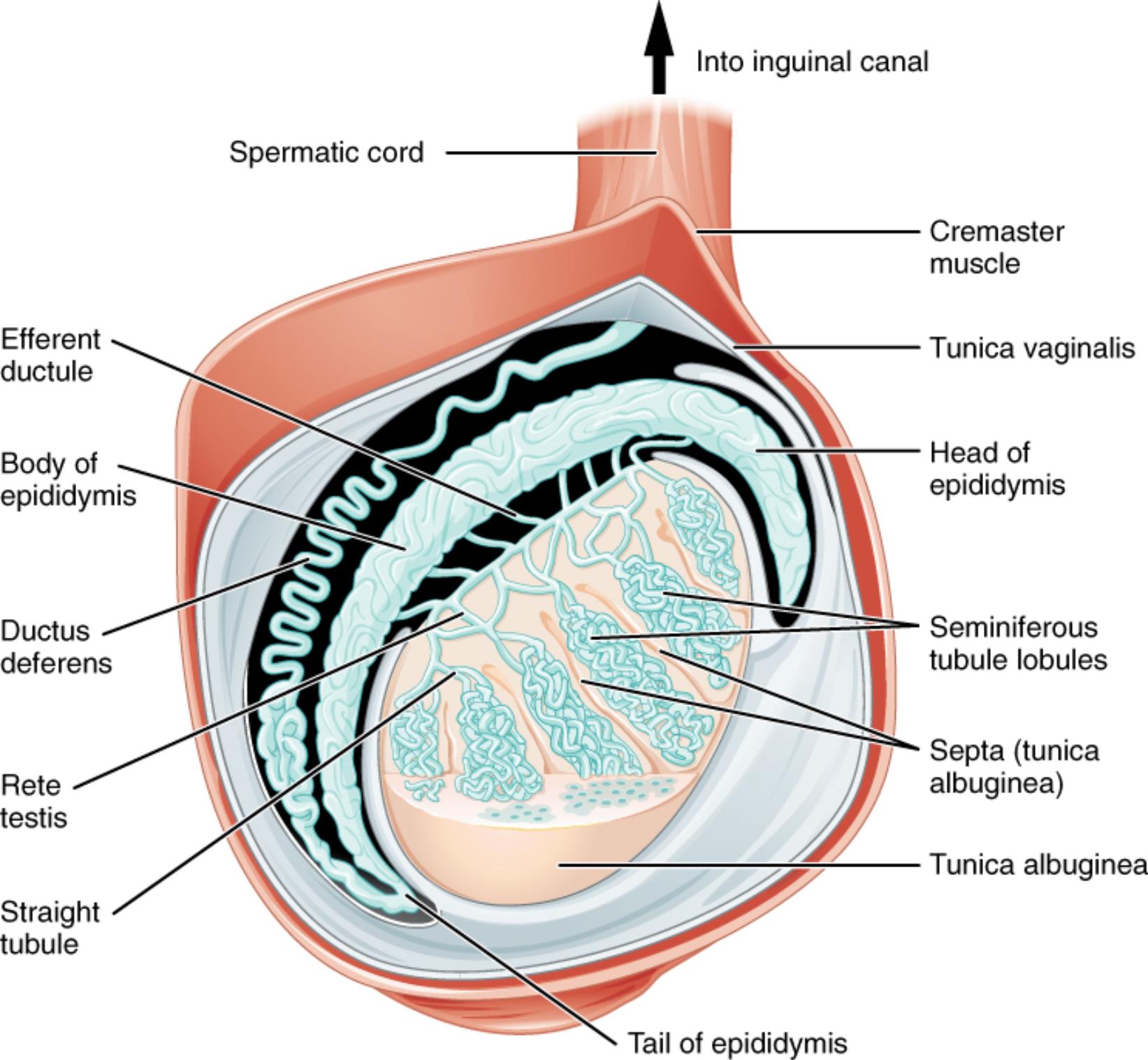 Testicular Microanatomy: A Sectional View of Sperm Production and Maturation