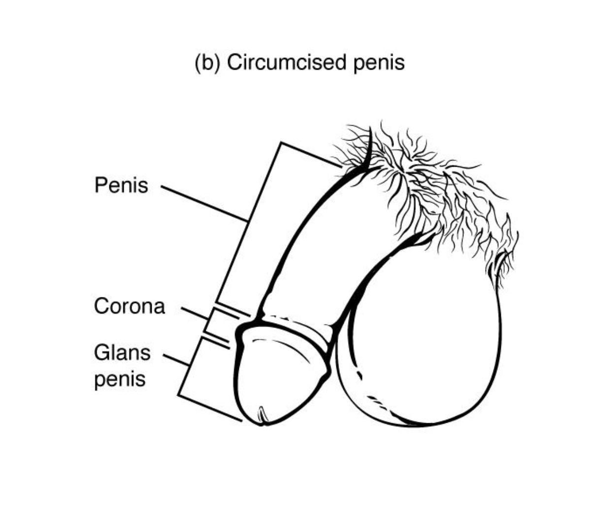 Anatomy of the Circumcised Penis: An External View