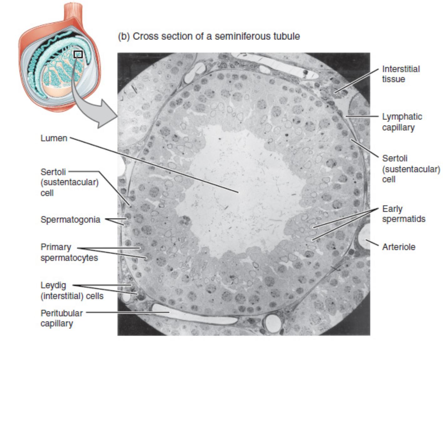 Electron Micrograph of a Seminiferous Tubule: An Anatomical and Functional Perspective