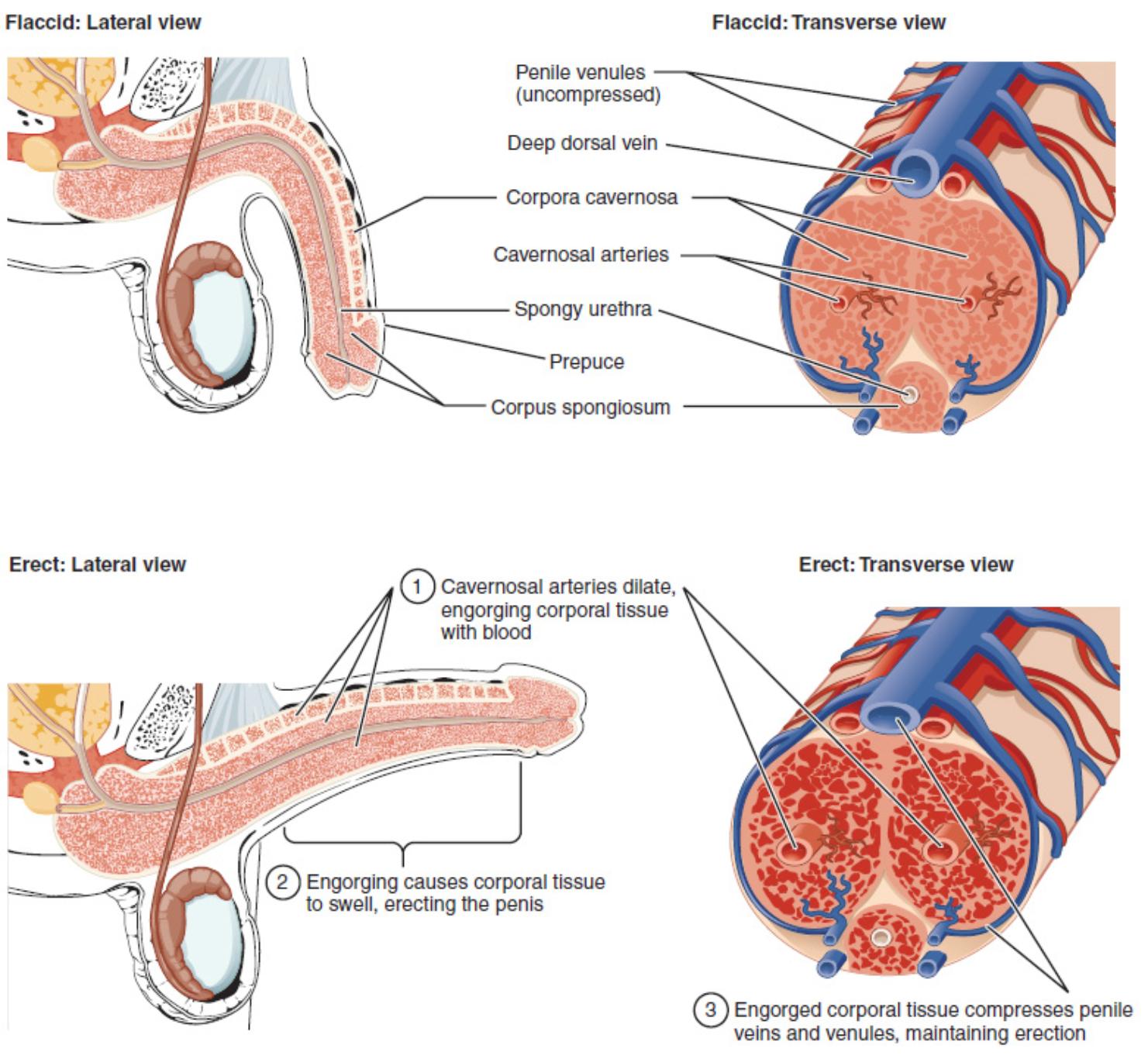 Anatomy and Hemodynamics of the Penis: Understanding Erection Physiology