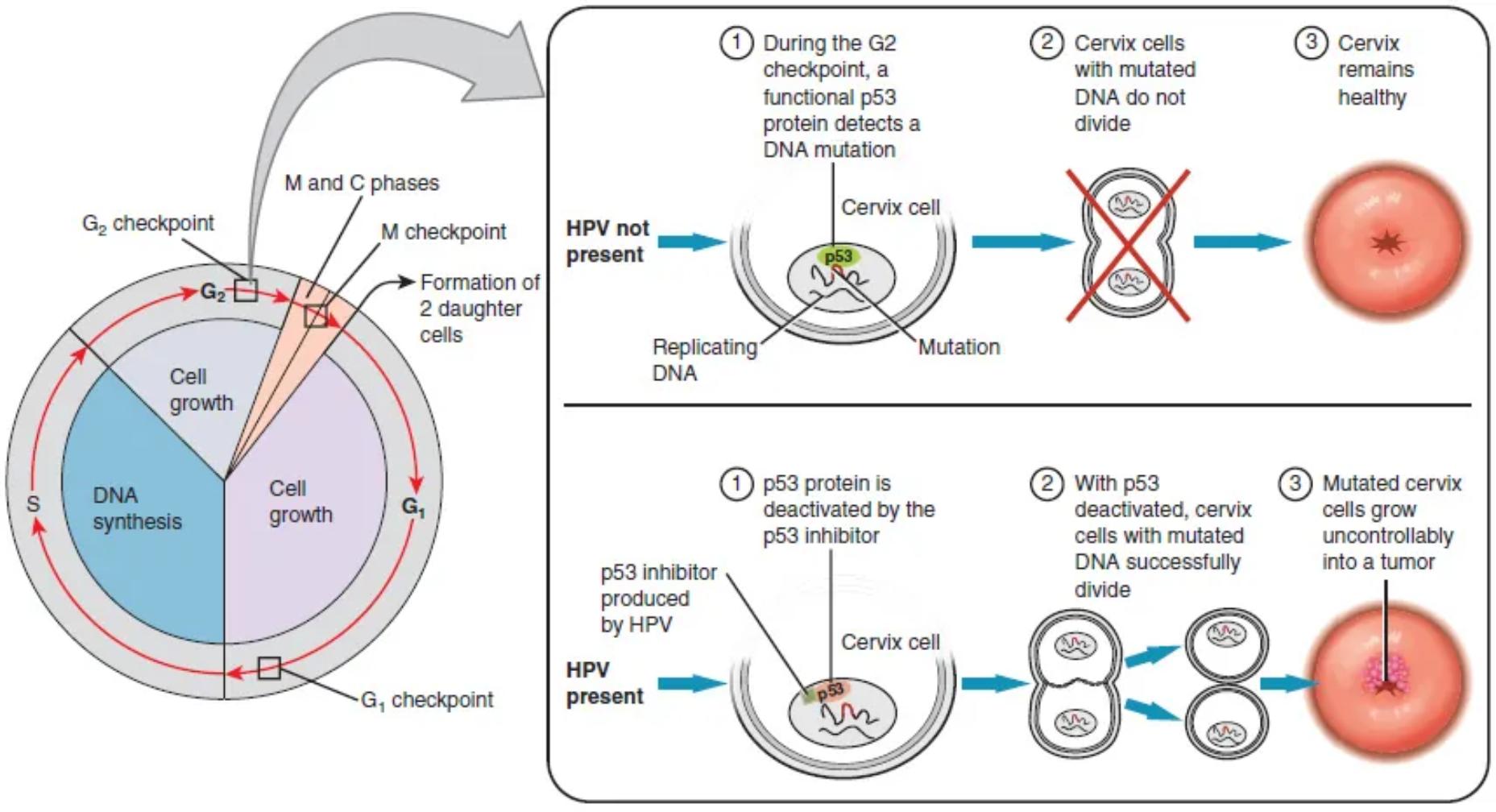 The Role of HPV and p53 in Cervical Cancer Development